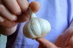 Avoid Fake Garlic: Top 8 Tips for Spotting Fraudulent Garlic in the Market