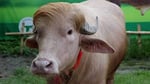 Rare Donald Trump Buffalo Becomes Massive Internet Sensation Ahead Of Eid Festival In Bangladesh