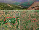 Adani Group Plants Over 1 Million Trees To Make Chhattisgarh Coal Mine Green