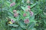 Giant Milkweed Secret Explored At Navilu Kaadu Wild Farm As Nature Essential Shield