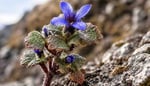 Rare Himalayan Alpine Flower Cyananthus Hookeri Found in Arunachal Pradesh After 158 Years of Silence
