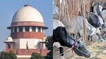 Supreme court stays Madras High court order banning cow slaughter in Tamil Nadu as Justice Swaminathan and Lakshminarayanan directive frozen in big win for people