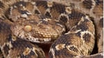 Russells Viper Causes Highest Snakebite Deaths In India Outpacing Spectacled Cobra