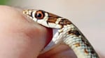 Snake Bite Deaths In Maharashtra Tribal School Hostel Claim Three Girls In Gadchiroli
