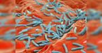 Scientists Correct Decades Old Misconception Over Key Tuberculosis Gene Function