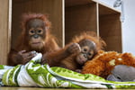 Baby Orangutan Rescued From Smugglers In India Flown Home To Indonesia Under International Wildlife Protection Drive
