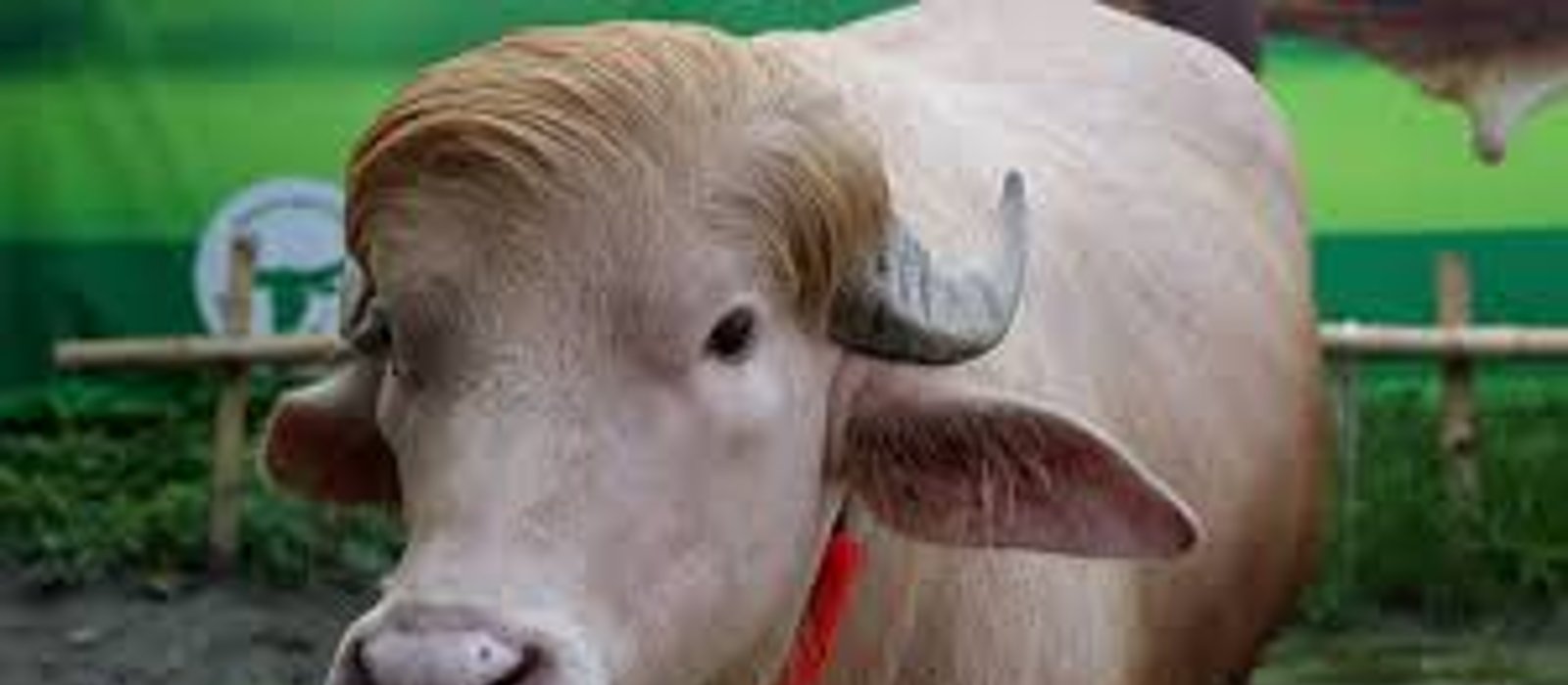 Rare Donald Trump Buffalo Becomes Massive Internet Sensation Ahead Of Eid Festival In Bangladesh