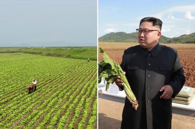 Planned economy, North Korea food crisis.