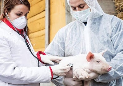 Swine Flu Outbreak in India: Over 20,000 Cases and 347 Deaths Reported as Infections Surge