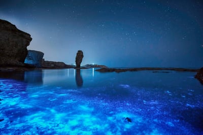 Reason behind the bioluminescence waters