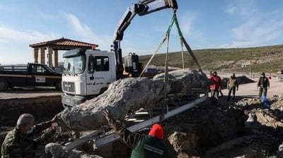 Discovery of 20million years old fossilized tree