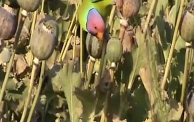 PARROT WHICH FEEDS ON OPIUM