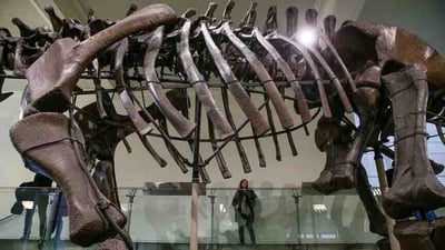 Forgotten Fossil From Antarctica Identified as First Ever Continental Dinosaur After 40 Years in Storage