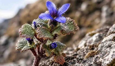 Rare Himalayan Alpine Flower Cyananthus Hookeri Found in Arunachal Pradesh After 158 Years of Silence