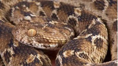 Russells Viper Causes Highest Snakebite Deaths In India Outpacing Spectacled Cobra