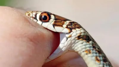 Snake Bite Deaths In Maharashtra Tribal School Hostel Claim Three Girls In Gadchiroli