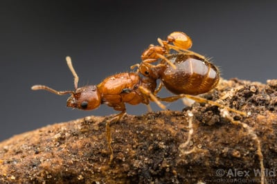 Why is Parasitic ant called a social parasite?