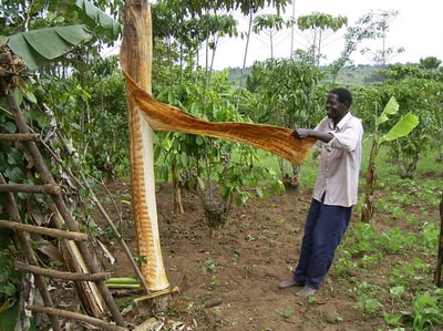 T.R.E.E Bark Cloth – A sustainable fabric