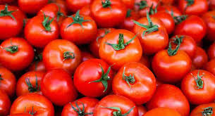 Tomato price Rs.100 – Rs.130 per Kg in Bangalore, Hyderabad, and Chennai