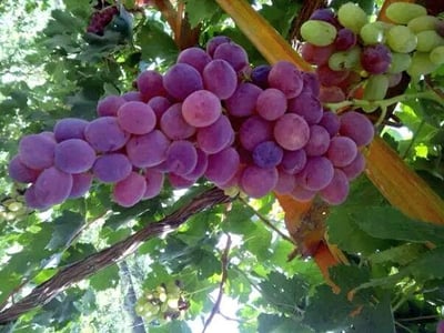 Afghanistan grapes remains fresh for 6 months without refrigerator