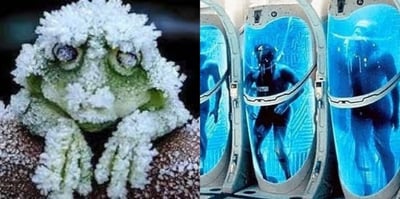 Life Beyond Death: Exploring the Possibilities of Frozen Bodies and Cryopreservation