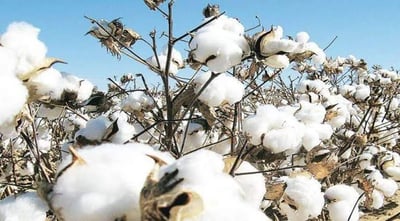 “Cotton and Textile Industry seeking Incentives and Tariff Cuts in India Amidst Export Decline”