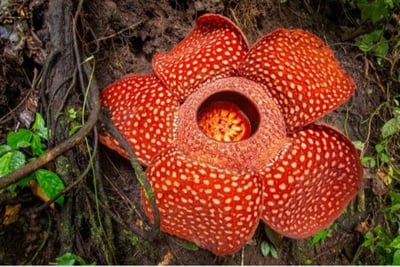 The world’s largest flower
