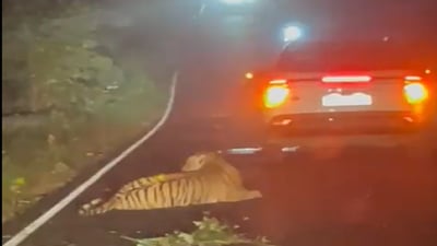 A Tiger Died After Being Hit by a Fast Hyundai Creta in a Sanctuary in Maharashtra; People on the Internet are Sad
