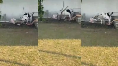 Heroic Pit Bull Jenny Saves Children from Deadly King Cobra in Jhansi